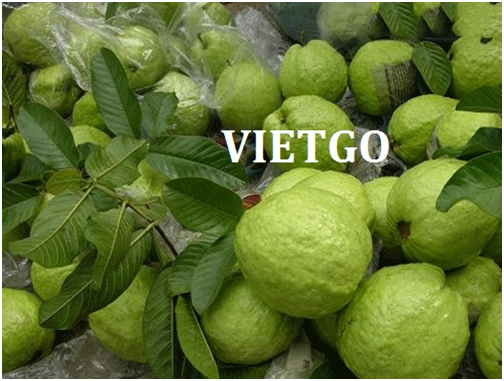 Ổi Và Dừa Vietgo Ổi Và Dừa Vietgo
